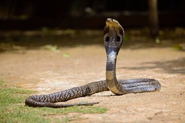 The Indian cobra, also known as the spectacled cobra, Asian cobra, or binocellate cobra, is a...
