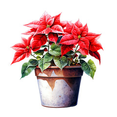 Fototapeta premium Watercolor Christmas Red Poinsettia in a Clay Pot, Natural Collection isolated on white background. Christmas elements clipart.