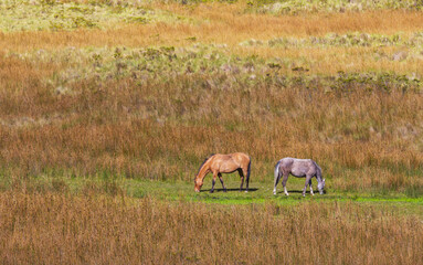 Horse on meadow