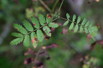 green plant close up