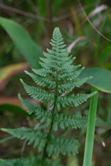 fern leaf