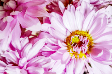 Obraz na płótnie Canvas floral background of pink chrysanthemums