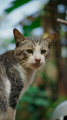 Naklejka na ściany i meble Close-up photo of cat looking away against blurred garden background.