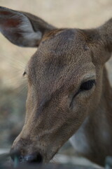 Portrait of the Bawean Deer, also known as the Kuhl hog deer or Bawean hog deer, is a species of deer endemic to the island of Bawean in Indonesia that is threatened with extinction.