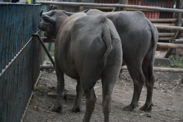 The albino buffalo or "Kebo Bule" belongs to the Surakarta Hadiningrat Palace which is a descendant of Kyai Slamet. Surakarta, Indonesia