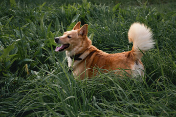 red dog in the grass