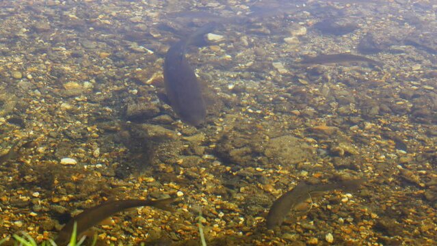 A variety of Fish swim in tranquil clear River Avon