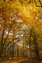 autumn sunny day, colorful forest landscape