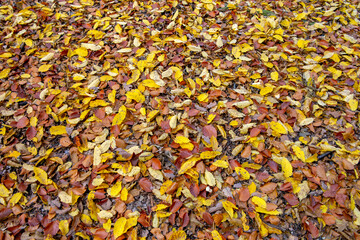 autumn leaves on the ground, background leaves autumn
