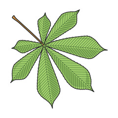 Chestnut leaf vector icon.Color vector icon isolated on white background chestnut leaf .