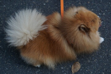 A charming cream brown Pomeranian dog strolls casually at the CFD event.