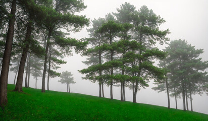 Obraz premium Beautiful landscape view of misty forest in the morning