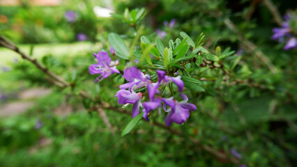 small flowers in the garden