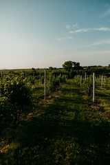 Fototapeta premium Summer Vineyard Views