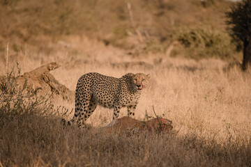 cheetah in south africa