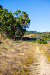 Views of eucalyptus trees and golden rolling hills while hiking in Tuna Canyon in Malibu, California.