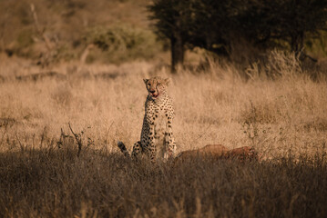 cheetah with prey in south africa