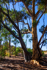Views of eucalyptus trees and golden rolling hills while hiking in Tuna Canyon in Malibu, California.