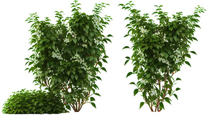 Trachelospermum Jasminoides creeper plants, 3d render, transparent background, png cutout