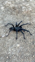 Large tarantula seen on hiking trial in Topanga, California.