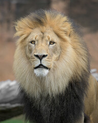 Adult male African Lion closeup portrait