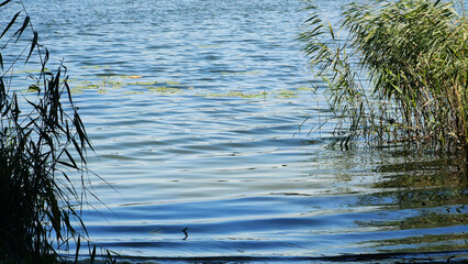 summer at the lakes - reed and waterlily framing the clear water waves gently sloshing to the shore reflecting the blue sky