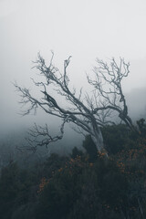 tree in fog