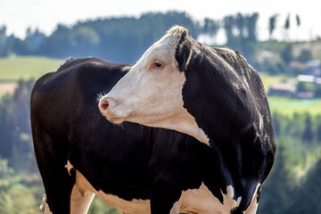 A german simmental cow on a pasture in summer outdoors