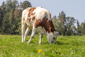 A german simmental cow on a pasture in summer outdoors