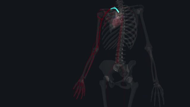 The arterial supply of the upper limb is derived from the subclavian artery