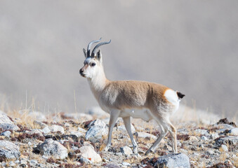 Tibetan gazelle from Gurudongmar of north sikkim