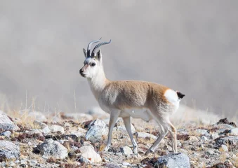 Acrylic prints Antelope Tibetan gazelle from Gurudongmar of north sikkim