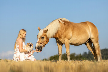 A young blonde woman enjoying time with her chihuahua dog and der haflinger horse in summer...