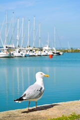 Fototapeta na wymiar Seagull on the pier by yachts