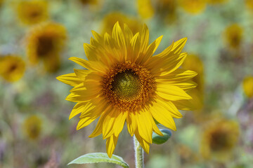 Żółty słonecznik oświetlony letnim słońcem. - obrazy, fototapety, plakaty
