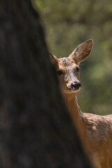 Female roe deer or roebuck (Capreolus capreolus) peeks behind a larch tree on a spring morning in the Italian Alps.