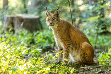 Naklejka na ściany i meble A lynx in a forest in summer outdoors, lynx lynx
