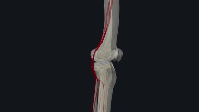 popliteal artery is located behind your knee and runs behind your knee pit
