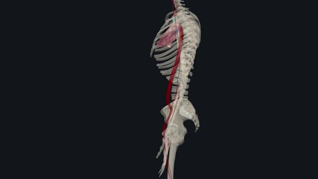 Forearm: Radial and Ulnar Arteries