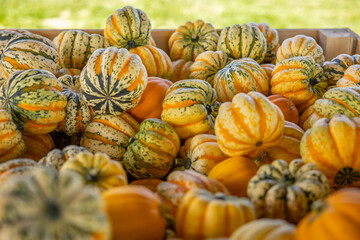 Courges célébration, courges dans benne de bois, horizontal