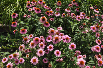 common daisy pink flower scient. name Bellis perennis - 646059159