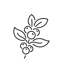 Coffee icon. Beans fruit branch. Editable outline. Vector line.