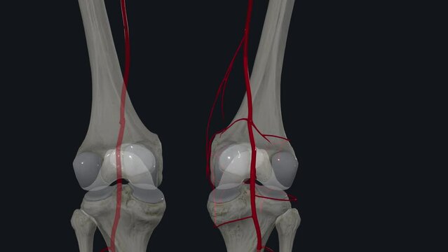 The knee joint blood supply is derived from a rich anastomosis of the five major constant arteries, namely, the superior medial