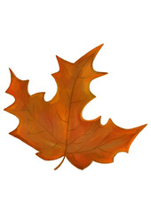 Autumn maple leaf. Autumn illustration. Autumn red leaf from a tree. Hand drawn illustration. Isolated object.