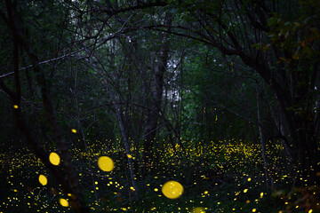 Abstract and bokeh light firefly flying in the forest. Fireflies (Lampyridae) flying in the bush at...