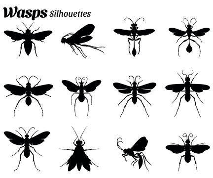 Set of vector illustrations of wasps insect animal silhouettes