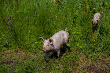 Pink pigs running through tall grass.