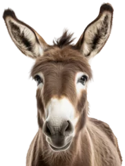 Wandaufkleber portrait of a donkey isolated on a white background as transparent PNG © Flowal93