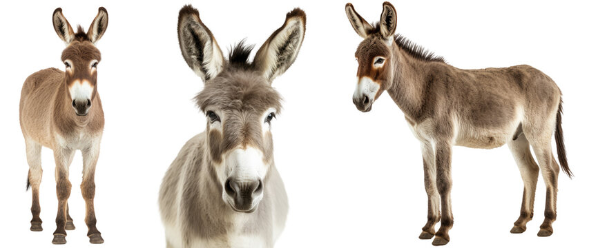 donkey collection (portrait, standing), animal bundle isolated on a white background as transparent PNG