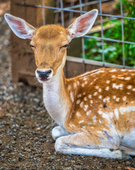 white deer